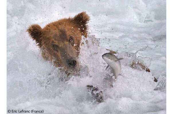 Победители конкурса Wildlife Photographer 2009 (ФОТО)