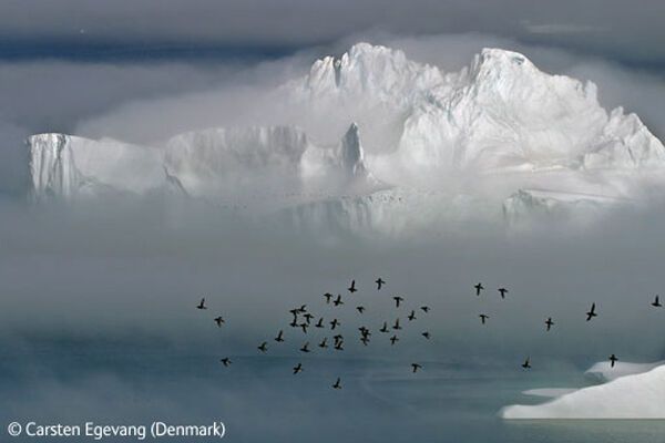  Победители конкурса Wildlife Photographer 2009 (ФОТО)