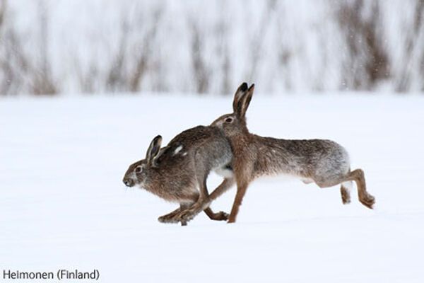 Победители конкурса Wildlife Photographer 2009 (ФОТО)