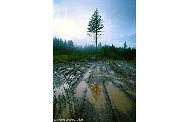 Победители конкурса Wildlife Photographer 2009 (ФОТО)