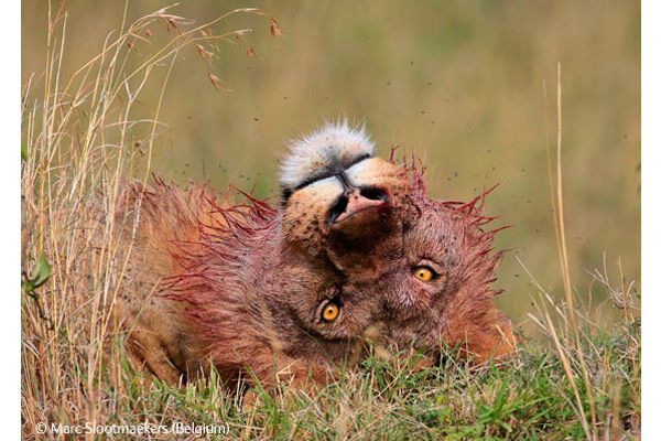  Победители конкурса Wildlife Photographer 2009 (ФОТО)