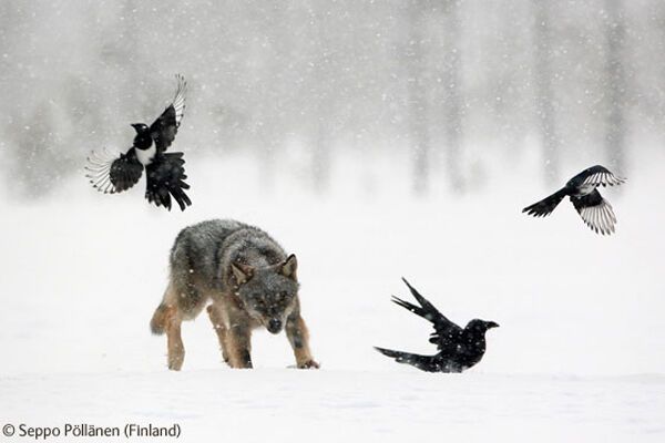 Победители конкурса Wildlife Photographer 2009 (ФОТО)