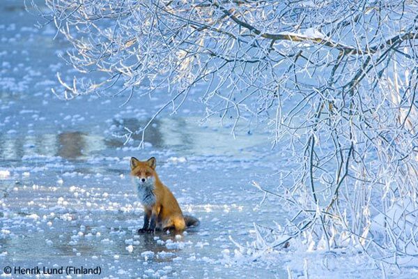  Победители конкурса Wildlife Photographer 2009 (ФОТО)