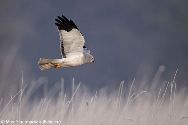 Победители конкурса Wildlife Photographer 2009 (ФОТО)