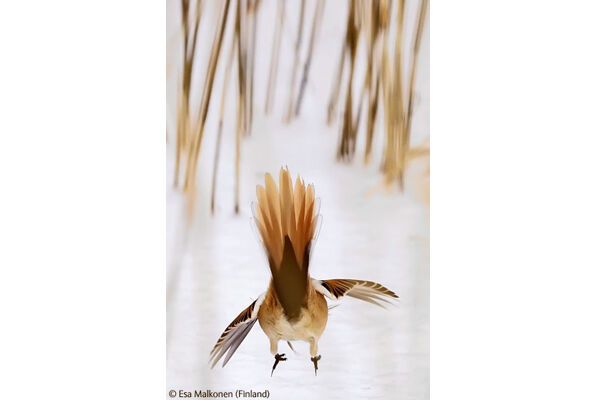 Победители конкурса Wildlife Photographer 2009 (ФОТО)
