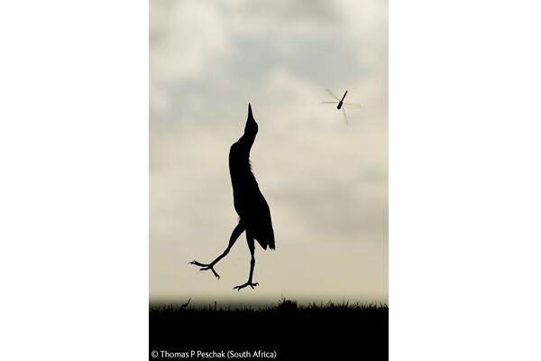 Победители конкурса Wildlife Photographer 2009 (ФОТО)