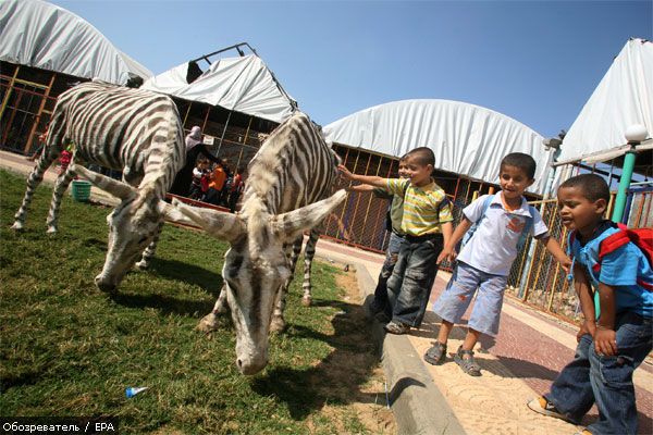 В зоопарке ослиц перекрасили в зебр (ФОТО, ВИДЕО)