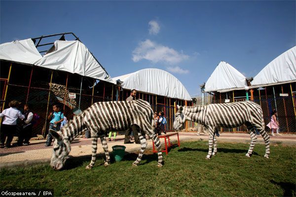 У зоопарку ослиць перефарбували на зебр (ФОТО, ВІДЕО)