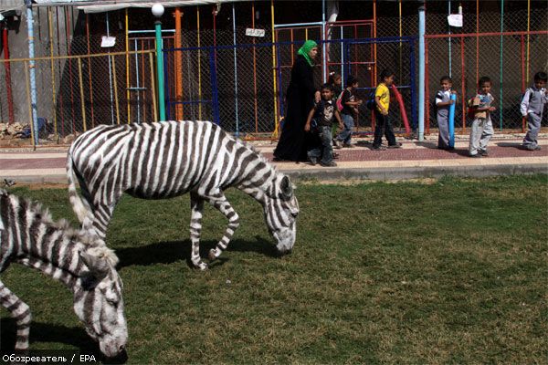 В зоопарке ослиц перекрасили в зебр (ФОТО, ВИДЕО)