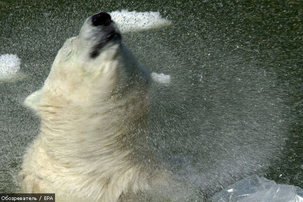 Канадец сутки провел на льдине с двумя белыми медведями