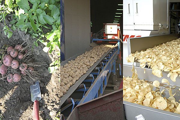 Вся правда о картофеле для чипсов