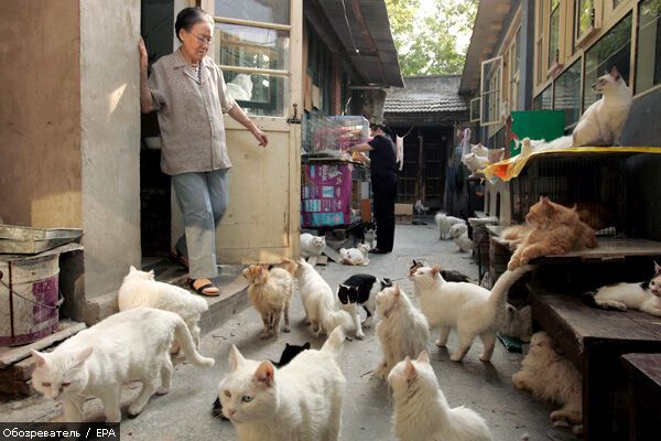 В Китае спасли от съедения свору котов