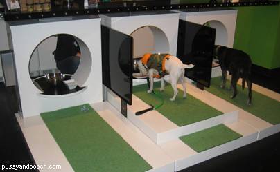 Открылись суши-бары для домашних животных