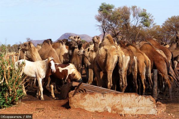 Австралия воюет с верблюдами-захватчиками (ФОТО)