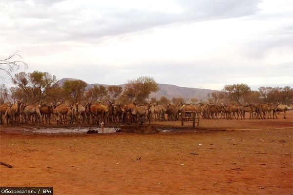 Австралія воює з верблюдами-загарбниками (ФОТО)