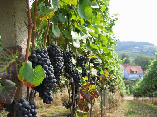 Мінімальні ціни на вино вбережуть українців від "шмурдяка"