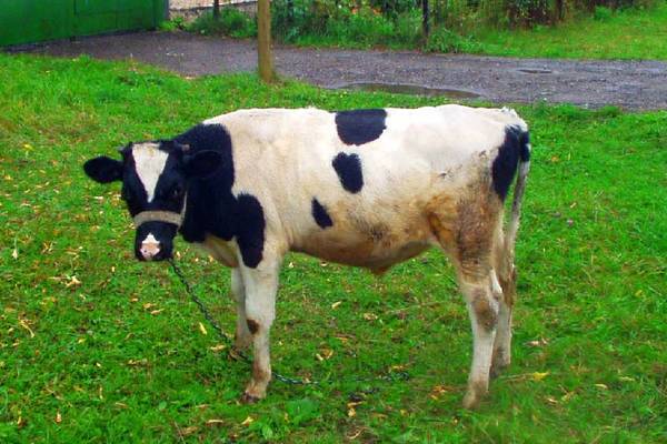 Скажена корова покусала двох на Житомирщині