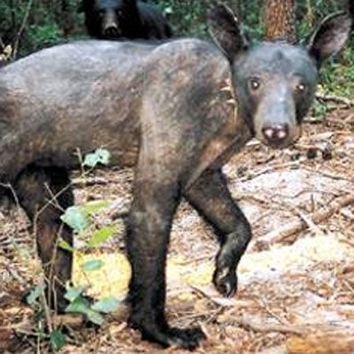 Ведмеді облисіли. Медики в шоці