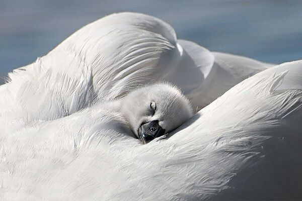 Лучшие цифровые фото 2009 года