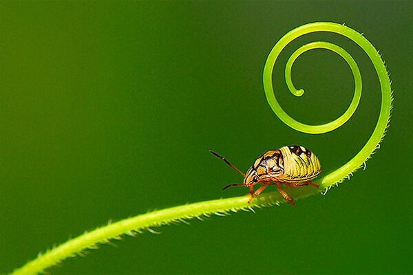 Лучшие цифровые фото 2009 года