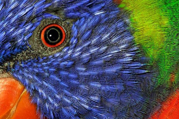 Лучшие цифровые фото 2009 года