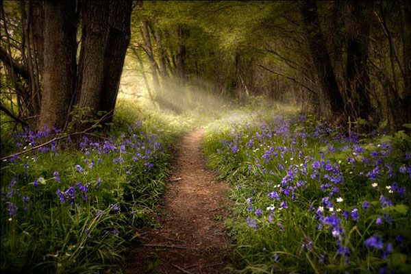 Самые красивые фото природы-2009