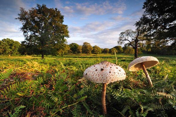 Самые красивые фото природы-2009