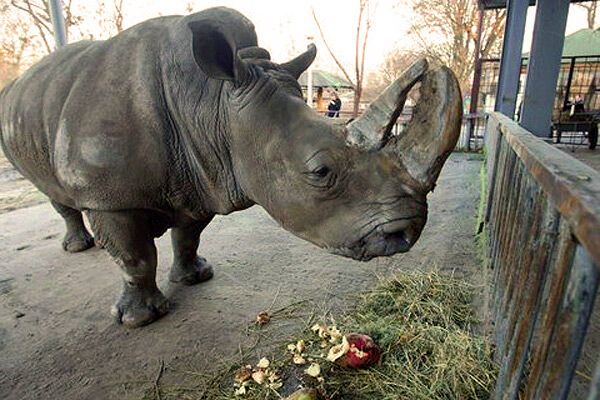 Самые знаменитые животные Украины. ФОТО 