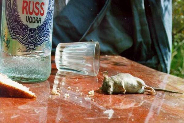 В России ввели минимальную цену на водку