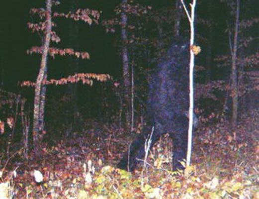 У США сфотографували "снігову людину"