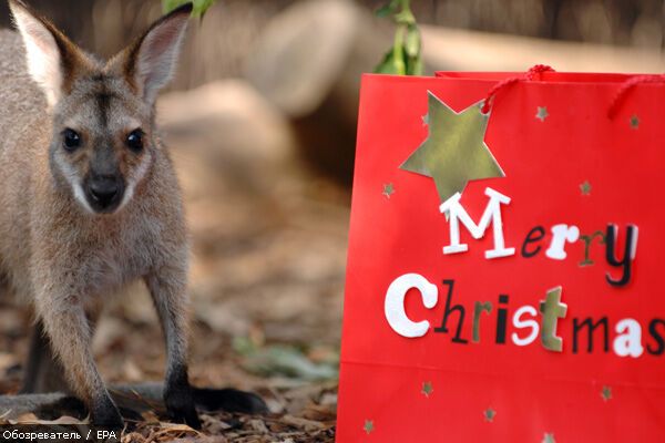 Католики отмечают Рождество. ФОТО со всего мира