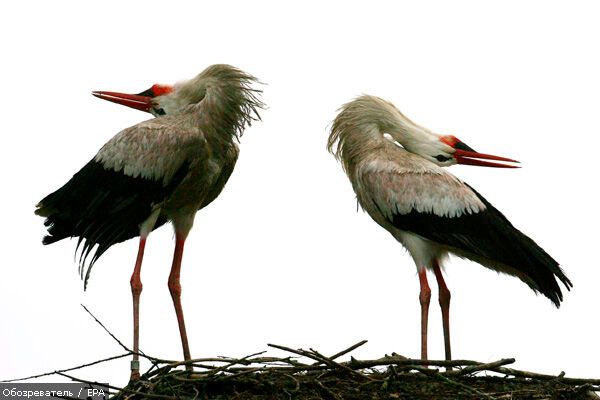 Лучшие фотомоменты 2009 года - только на "Обозревателе"!