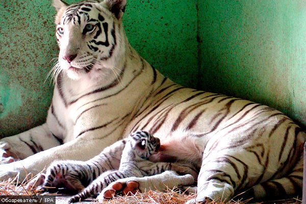 Лучшие фотомоменты 2009 года - только на "Обозревателе"!