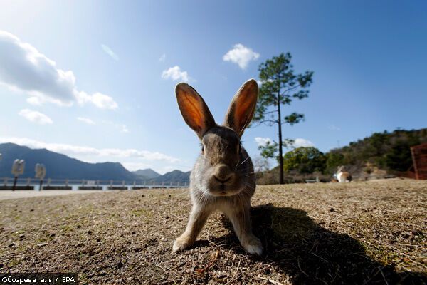 Лучшие фотомоменты 2009 года - только на "Обозревателе"!