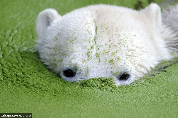 Лучшие фотомоменты 2009 года - только на "Обозревателе"!