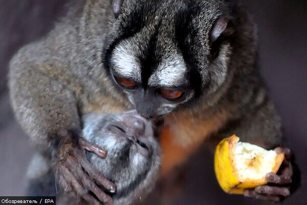 Лучшие фотомоменты 2009 года - только на "Обозревателе"!