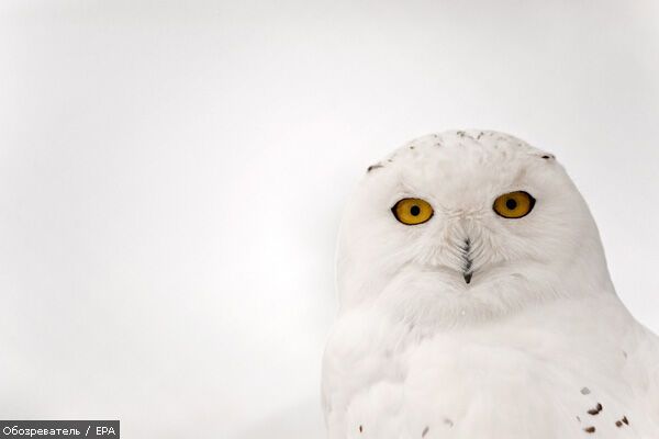 Лучшие фотомоменты 2009 года - только на "Обозревателе"!