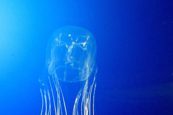 Володар найкращої роботи в світі мало не помер від укусу медузи