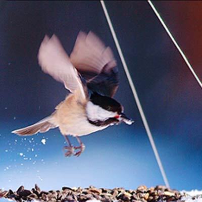 Кормить птиц зимой опасно 