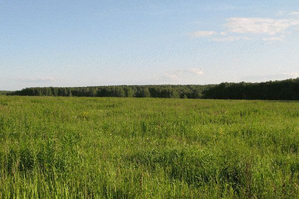 Рада хочет ввести мораторий на продажу сельхозземель