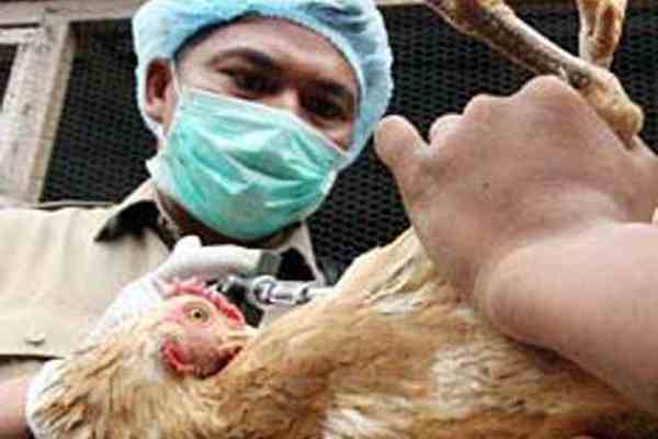 В Китае снова вспыхнул птичий грипп