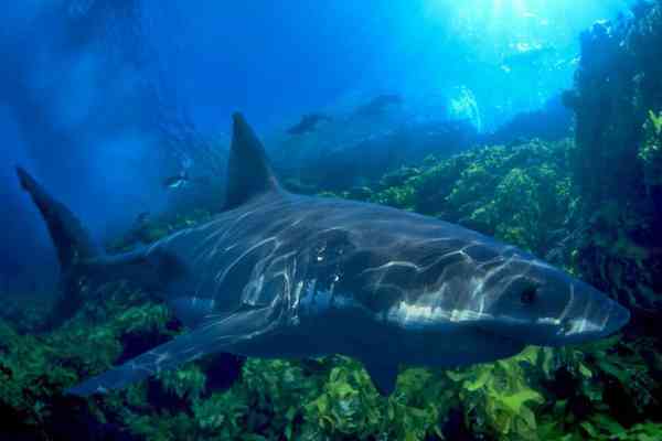 Австралійського спецназівця загризла бичача акула