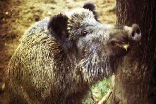 Дикий кабан поранив п'ятьох жителів Варшави