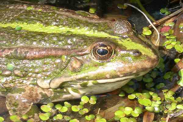 Гігантські жаби-мутанти витягнуть Білорусь з кризи