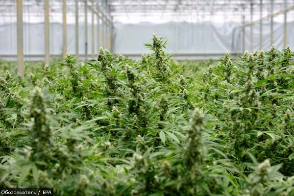 Депутаты разрешили не сажать за выращивание конопли