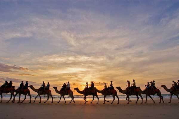 Митниця не пропустила верблюдів з Калмикії