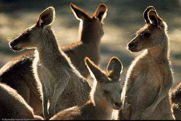 В Австралии отстреливают "лишних" кенгуру