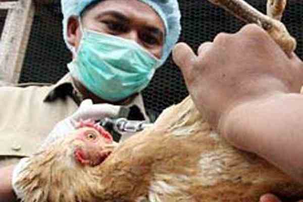 Очередной случай птичьего гриппа зафиксирован в Египте
