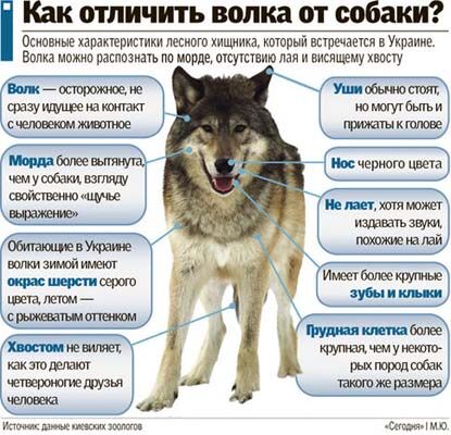 Сбежавшего в Киеве волка не отдали хозяину