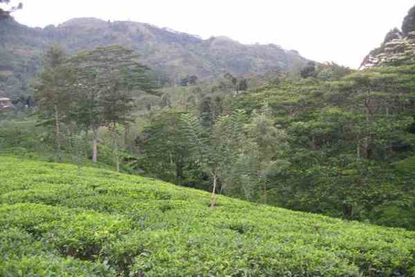 Экспортеры чая взвинтят цены из-за засухи